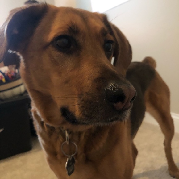 Meet your Posher, Nicholas - Picture 1 of 1